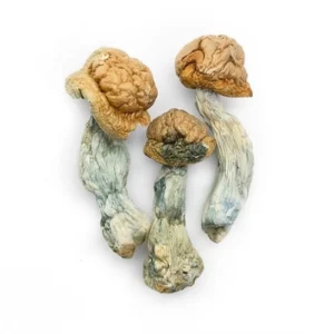 Albino Penis Envy (APE) – 10g