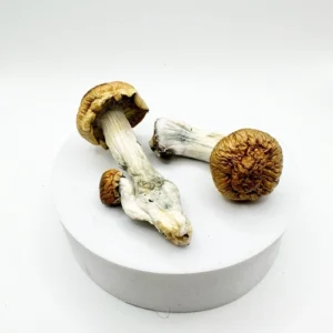 Penis Envy Mushrooms – 10g